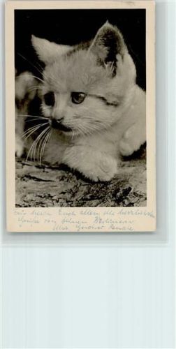 Kätzchen 1953 Foto AK