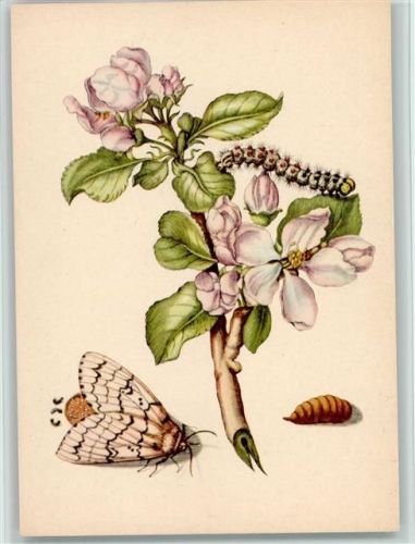 Apfelbaum mit Schwammspinner