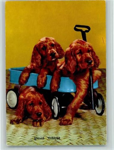 Cocker Spaniel mit Kinderspielzeug Handwagen