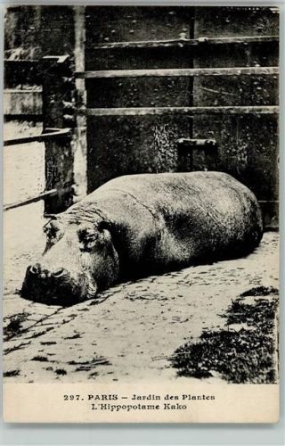 Nr. 397 Paris - Jardin des Plantes - Hippopotame Kako