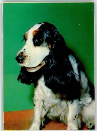 Spaniel ca 1965 AK Spaniel