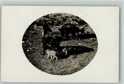 Wildschweine mit kleinen Frischlingen - Wildfütterung