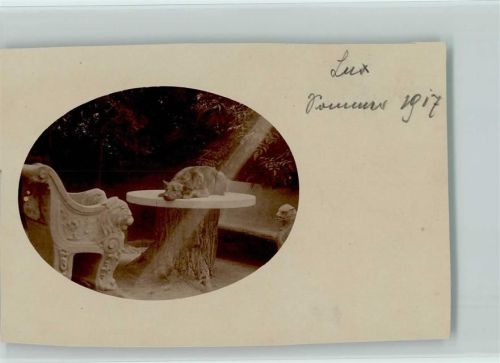 Der Schäferhund liegt auf einem Gartentisch Foto 1917 AK