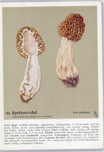 Nr. 46 Speisemorchel - Heil- und Nährkräfte aus Wald und Flur