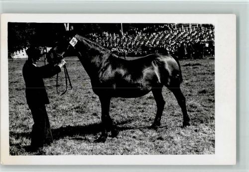 Schlitz Pferd bei Pferdeschau