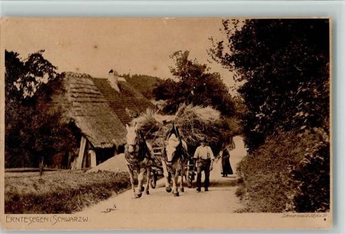 Schwarzwald Idylle Nr. 59 - Landwirtschaft , Ernte Segen - Heuernte, AK