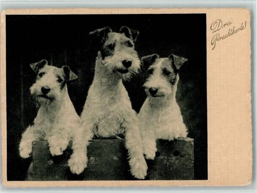 Drei Prachtkerle 1937 AK