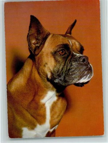 Boxer ca 1970 AK