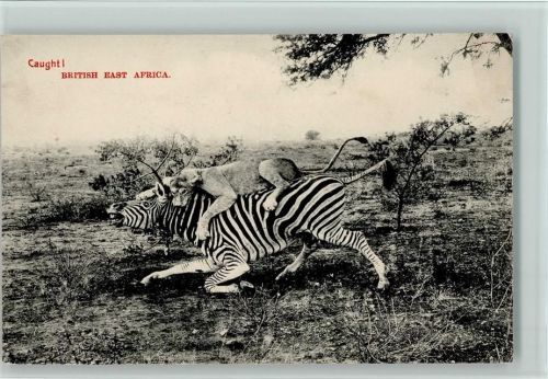 Nairobi Afrika - Löwin erlegt ein Zebra - Jagd , gute Erhaltung