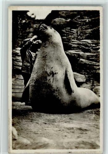 See-Elefant Goliath wird gefüttert, AK