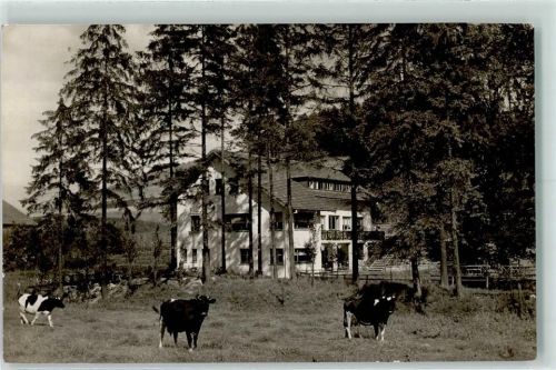 Ottbergen Cafe Restaurant Pension Haus Silberteich Kühe