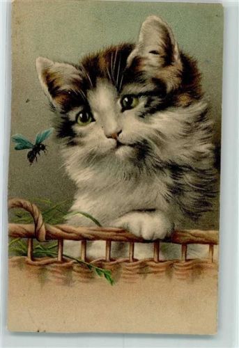 Katze und Biene AK