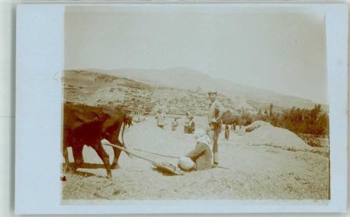 Araber beim Frucht dreschen Ochsengespann