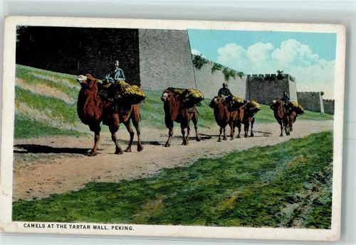 Beijing Camels at the Tartar Wall