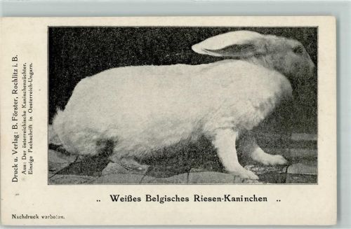 Weißes Belgisches Riesen Kaninchen aus: Der Österr. Kaninchenzüchter Fachschrift Hase