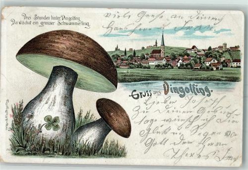 84130 W8312 Dingolfing 1901 Gebrauchsspuren Großer Schwammerling Pilze Vierblättriger Klee Lithographie