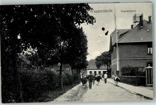 Westerstede 1909 Poststraße Kühe