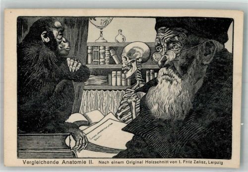 Vergleichende Aanatomie II Affe Totenkopf Holzschnitt von Fritz Zalisz