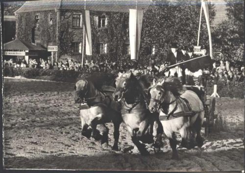 Warendorf Hengstparade Landgestüt Warendorf