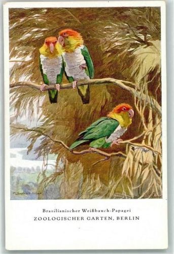 Berlin Mitte Weißbauch Papagei Verlag Zoo Garten, Berlin