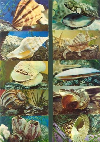 Lot mit 19 Fotos russischer Verlag