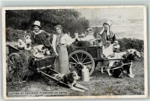 1915 Laitier et Laitieres Flamands en Repos