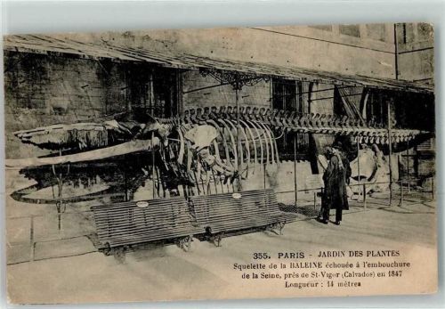 Paris Jardin des Plantes - Zoo - Skelettde la baleine echouee a embouchure de la Seine 1847 Wal