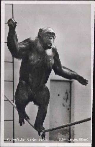 um 1950/60 Schimpanse Titine, Zoologischer Garten Berlin.,Verlag desAktienvereins des Zoologischen Gartes zu