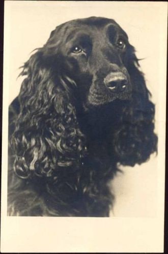 um 1920/30 Schwarzer Spaniel, Ref. 117,F.J.Ward