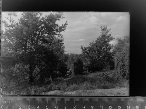 29646 W3045 Bispingen GLASNEGATIV