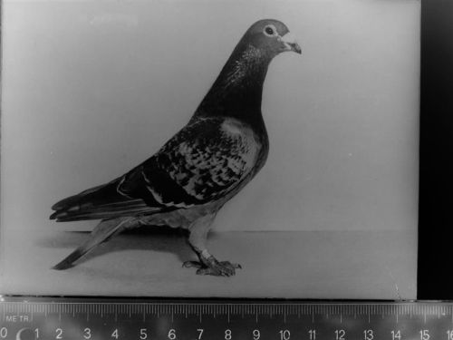 Varel Taube