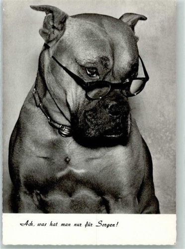 Ein Boxer mit Brille Amag 9205/6