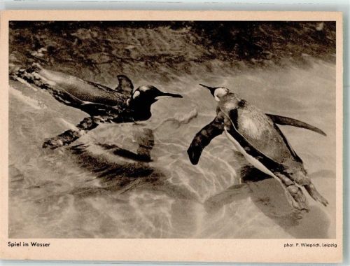 Foto P. Wieprich Spiel im Wasser