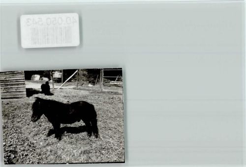 Hohenhausen Shetland Pony