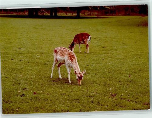 Anderten Rehe