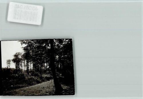 Schöppenstedt Wald