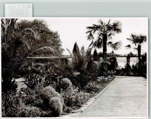 Insel Mainau Palmen