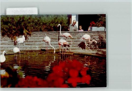 Bremerhaven Flamingos