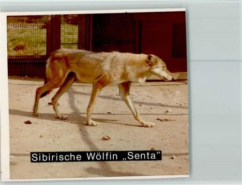 Hof Sibirische Wölfin Senta