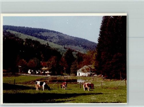 Boxbach Kuhherde