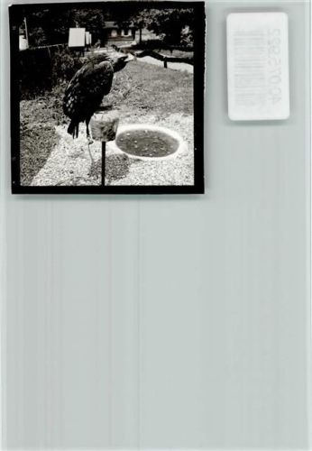 Bollendorf Adler