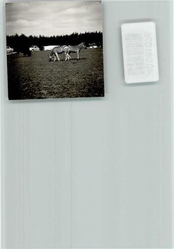 Stukenbrock Zebras