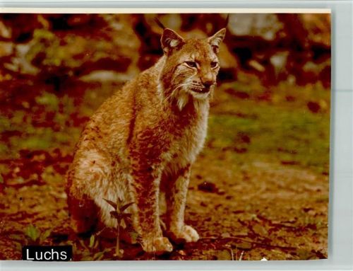 Edersee Luchs