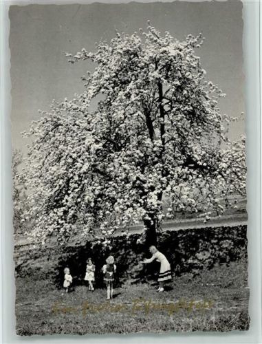 Blühender Baum AKU2