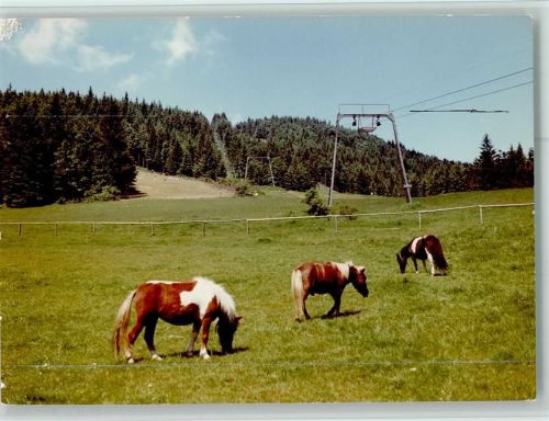Arrach Pony´s