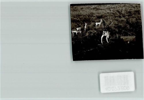 Beverungen Hirsch