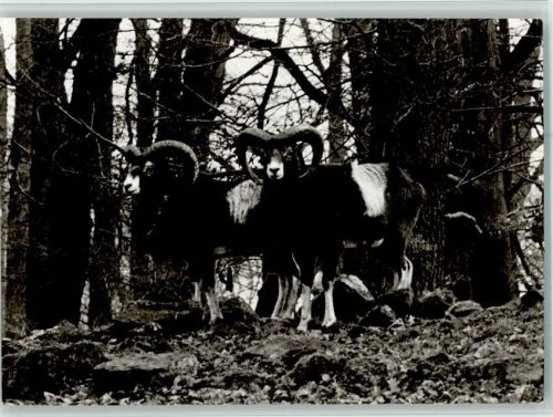 Springe Mufflon-Wild im Wisentgehege