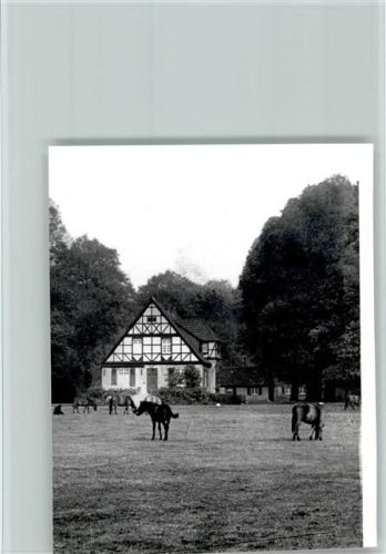 Dülmen Foto Pferde auf der Koppel