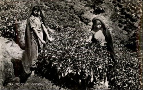 Ceylon