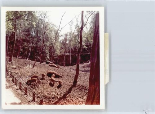 Sehlde Foto mit Negativ, Wildschwein